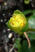Ranunculus Ficaria